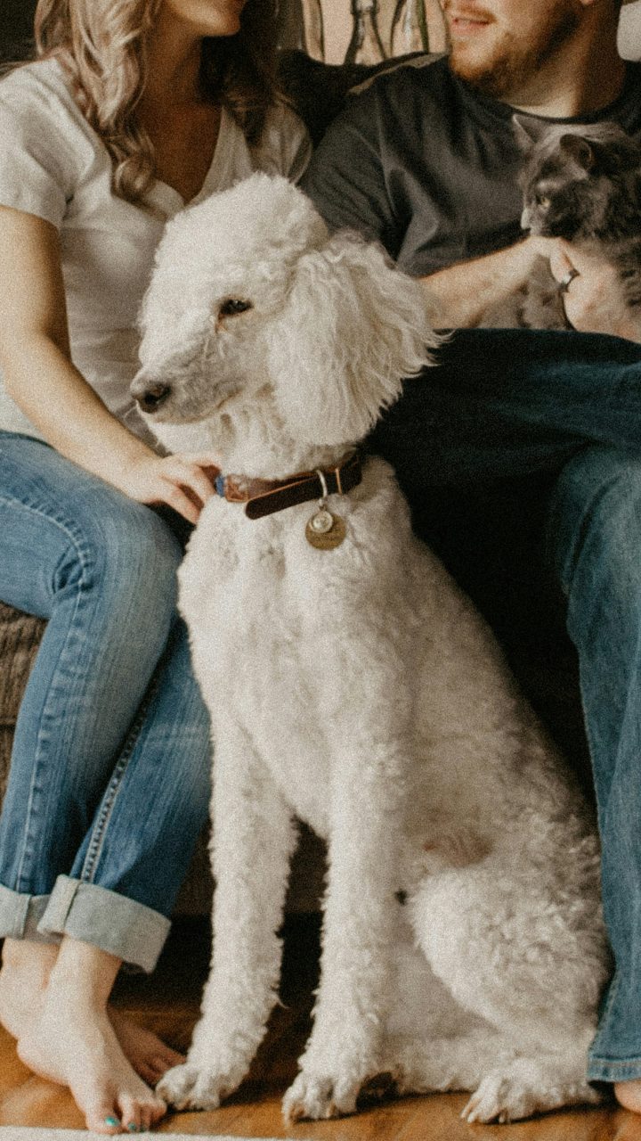 couple sitting on sofa beside dog inside room